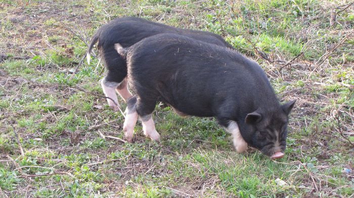 Porci vietnamezi - 8 PORCI VIETNAMEZI - nu mai detin