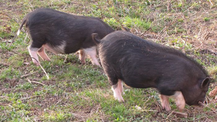 Porci vietnamezi - 8 PORCI VIETNAMEZI - nu mai detin