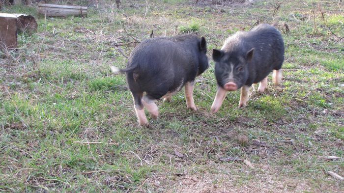 Porci vietnamezi - 8 PORCI VIETNAMEZI - nu mai detin