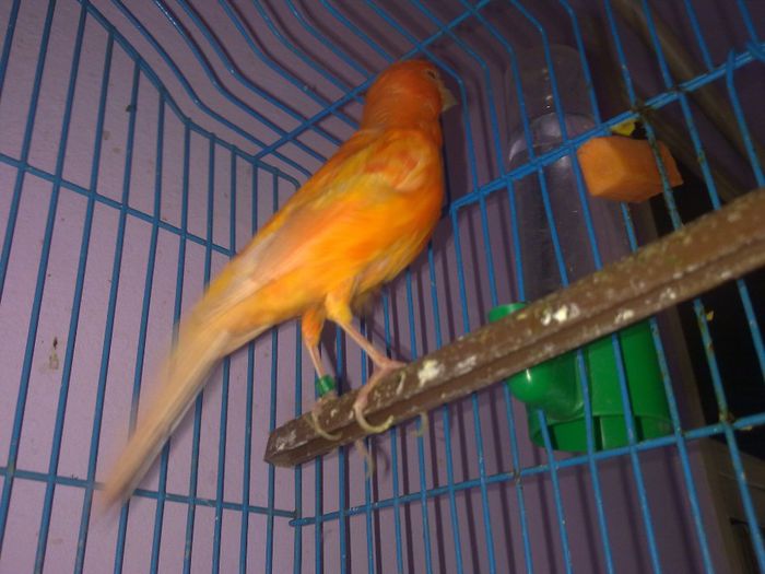 Picture 003 - Canari