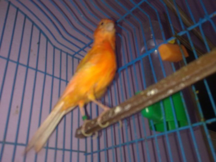 Picture 004 - Canari