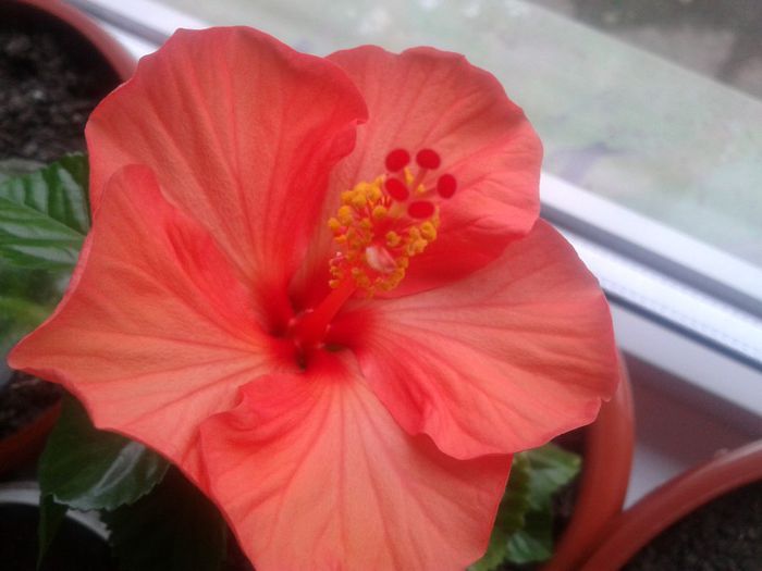 hibilicul meu - florile mele