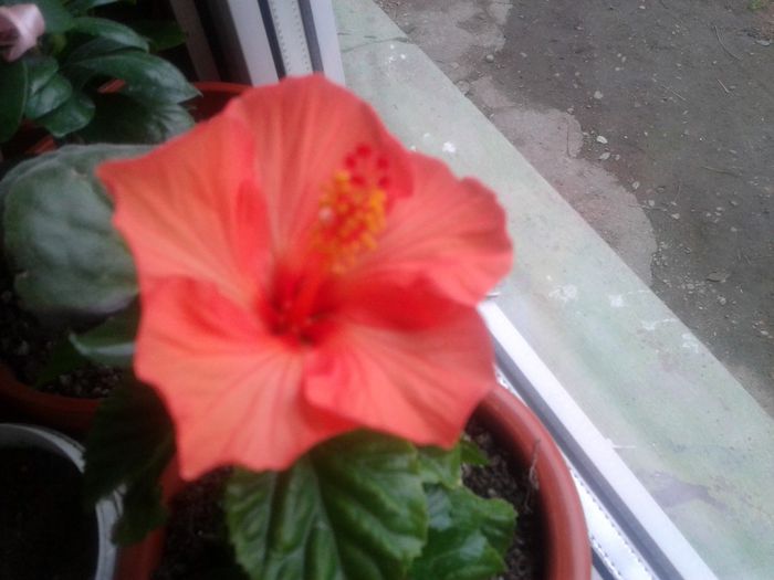 dragutul de el - florile mele