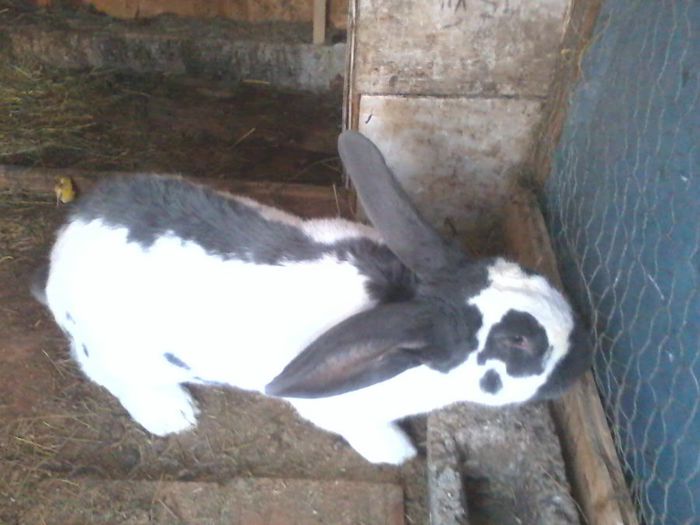 mascul 2 ani; de vanzare
