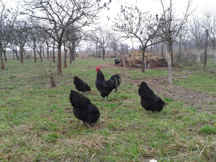 20140222_151951 - Australorp negru