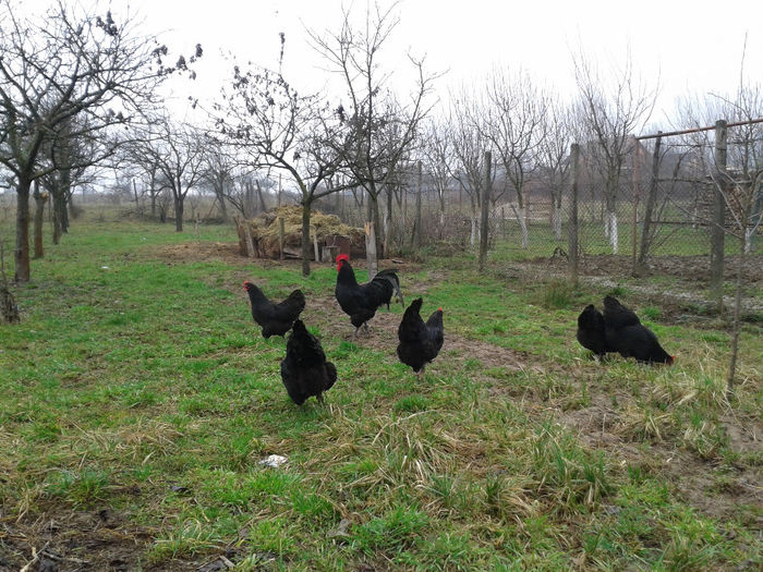 20140222_151621 - Australorp negru