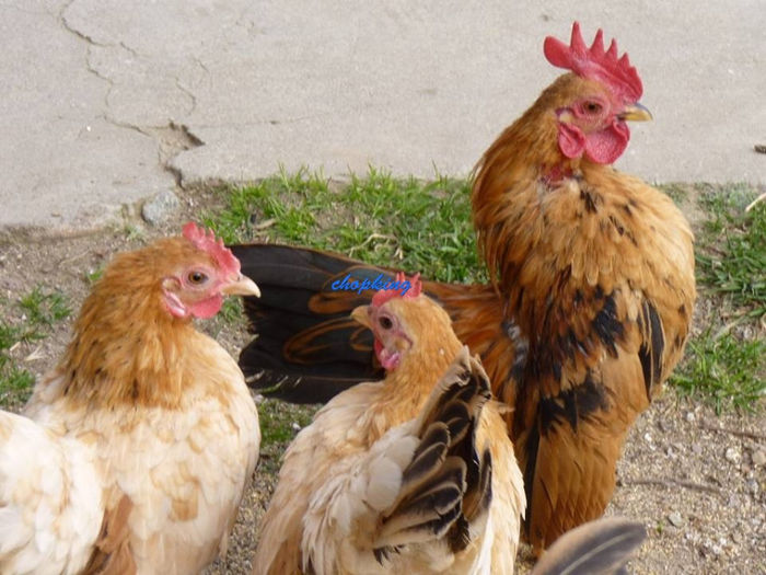 1622822_544512442330404_1659258310_n