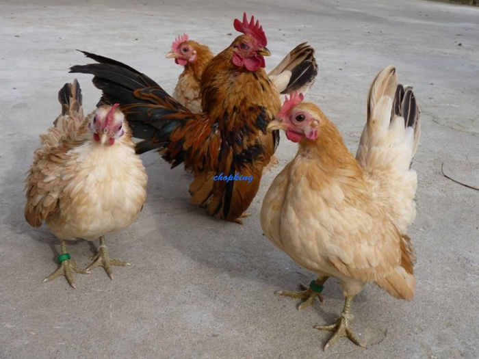 1800479_544513798996935_986357113_n (2)