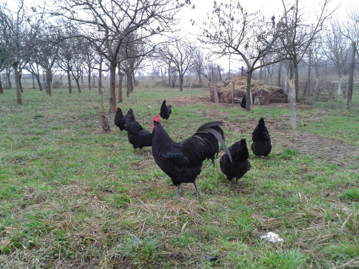 20140222_151747 - Australorp negru