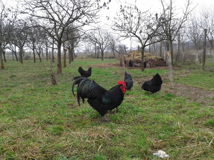 20140222_151800 - Australorp negru