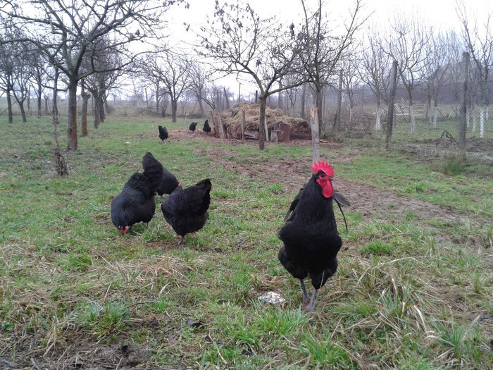 20140222_151849 - Australorp negru