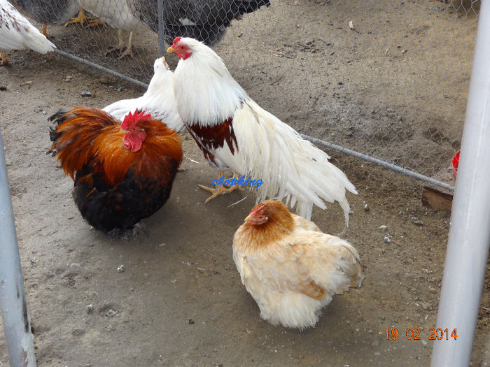 DSC05706 - G--GAINILE MELE