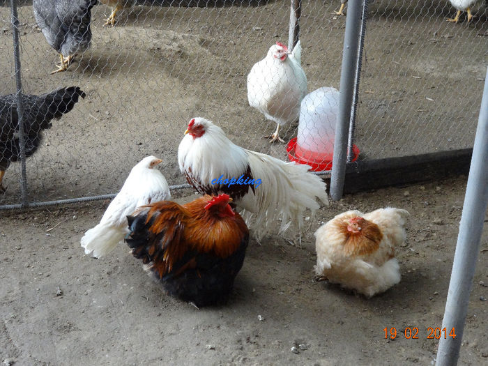 DSC05707 - G--GAINILE MELE