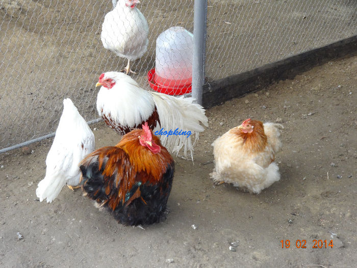 DSC05708 - G--GAINILE MELE