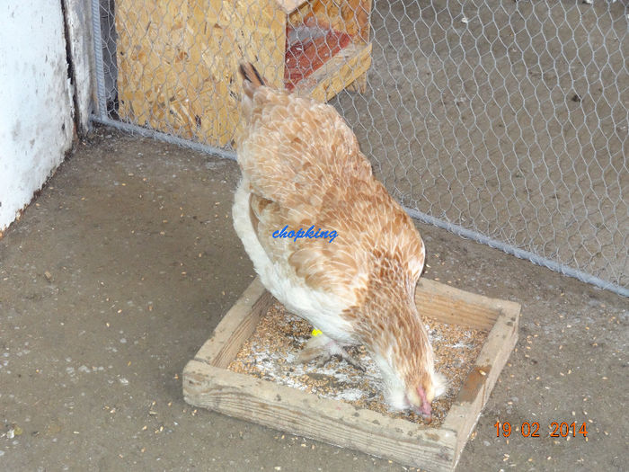 DSC05722 - G--GAINILE MELE