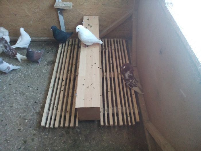 IMG_20140214_104205 - 3 Voliera