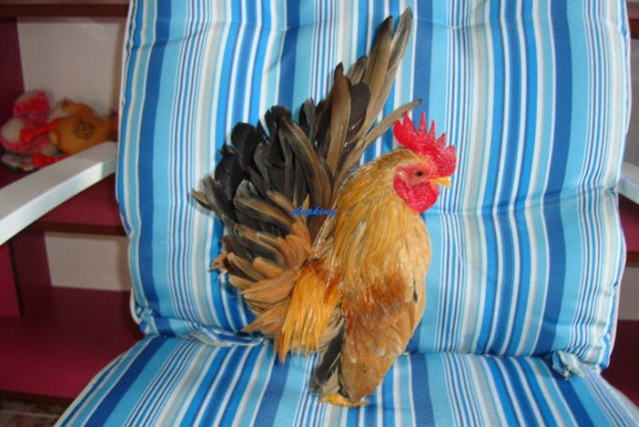 Screenshot - 2_21_2014 , 00_00_34