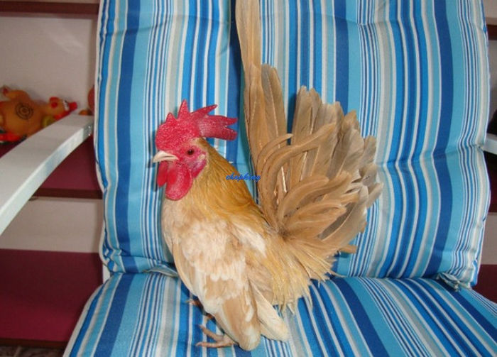 Screenshot - 2_21_2014 , 00_04_13