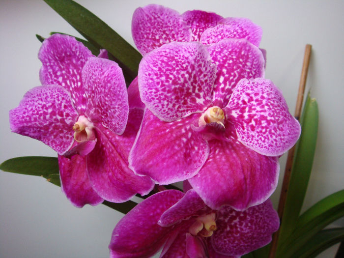 DSC07490 - Vanda Magic Fuchsia