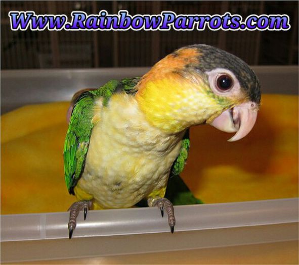 Specia preferata- Caique