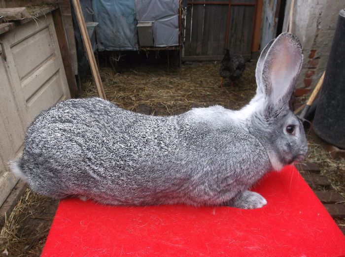 mascul chinchilla - b-exemplarele mele