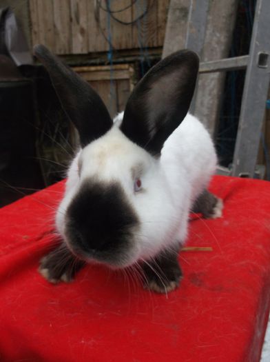 mascul californian - b-exemplarele mele