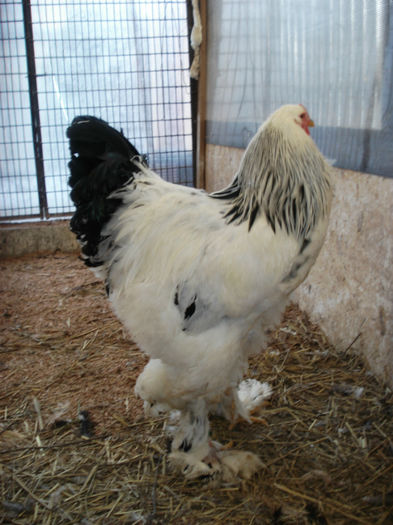 DSC08505 - Brahma HD 2014