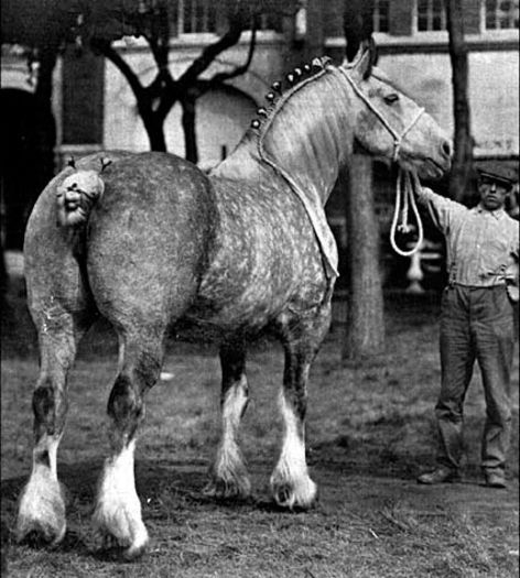 Percheron History 2