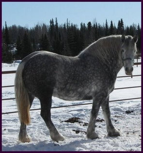 percheron one