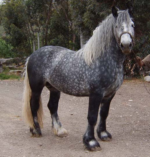 Percheron_dapple_grey