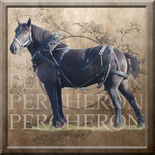 percheron-draft-horse-in-harness-bethany-caskey
