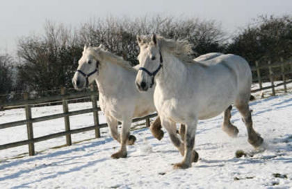 percheronheavyhorses_lvchapman04