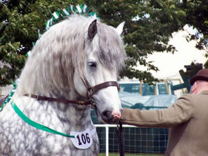 percheronheavyhorses_mbond01