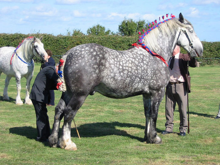 Percherons - Alta pasiune CAIII