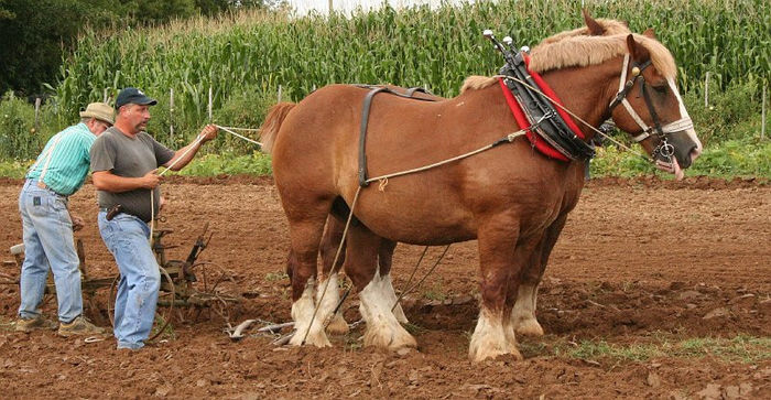 Percherons au boulot