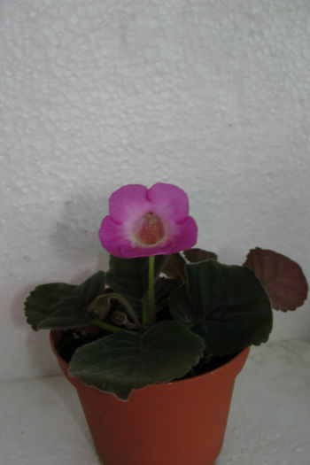 HCY's Persephona - Sinningia-2