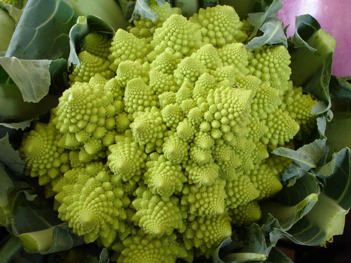 Romanesco brocoli; (Brassica oleracea)original din italia
