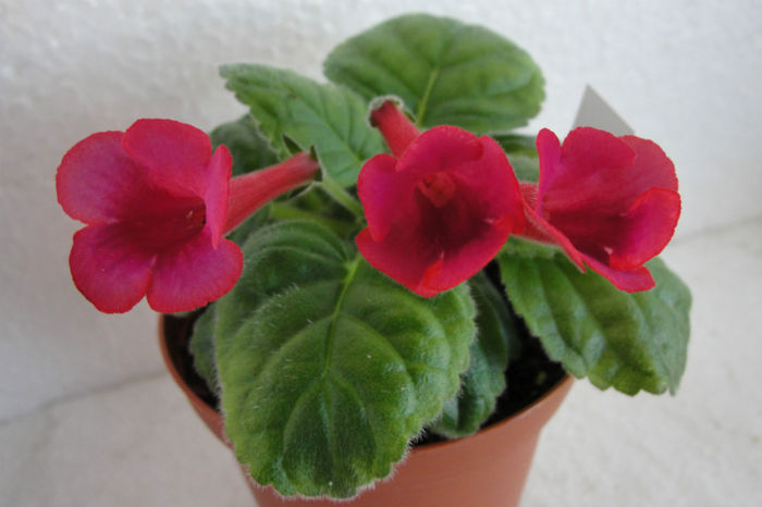 Raindrop Red - Sinningia-2