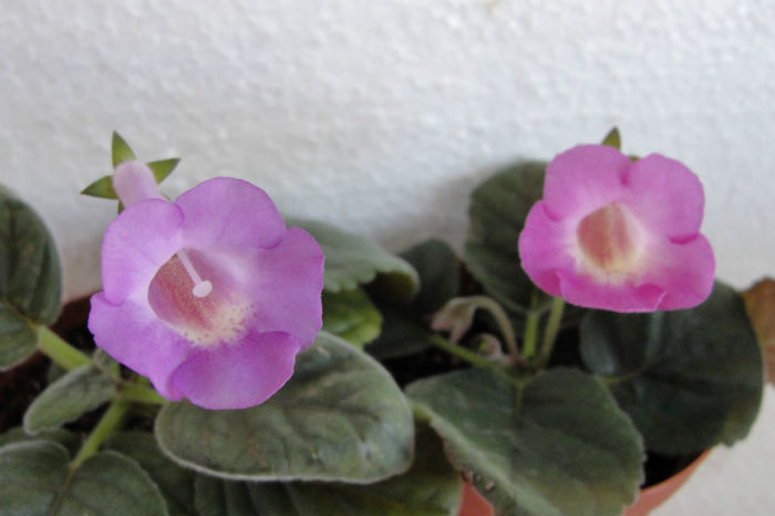 HCY's Blue Dolphin ; HCY's Persephona