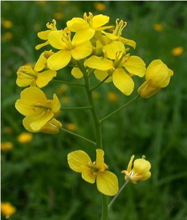Romanesco brocoli-flori - plante-exotice_condiment-2