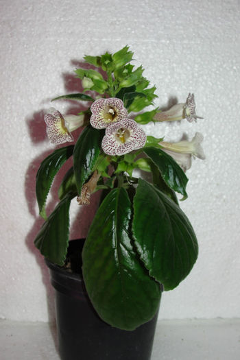 Guttata