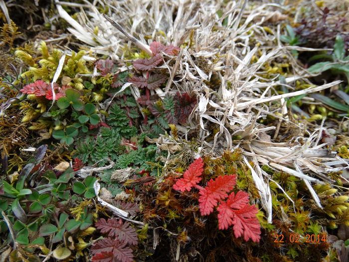 DSC00441 - Plante in natura 2014