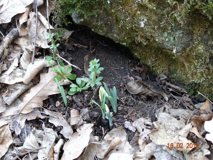 DSC00331 - Plante in natura 2014