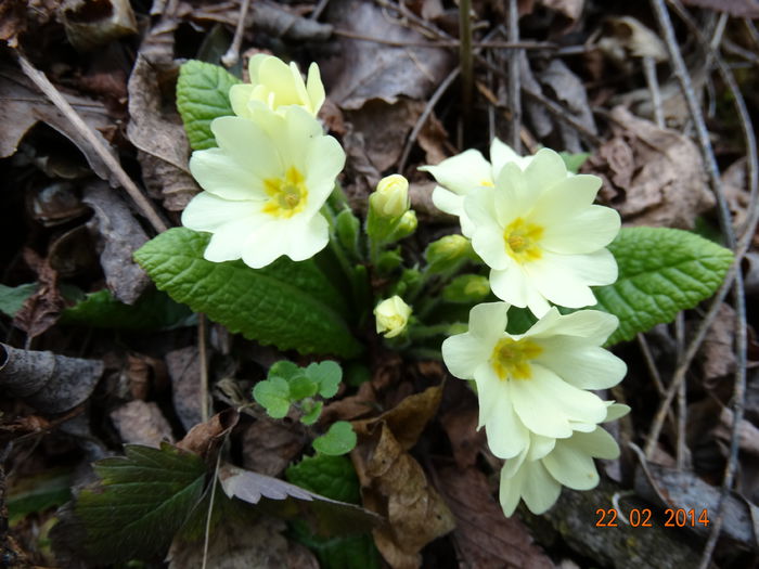 DSC00427 - Plante in natura 2014