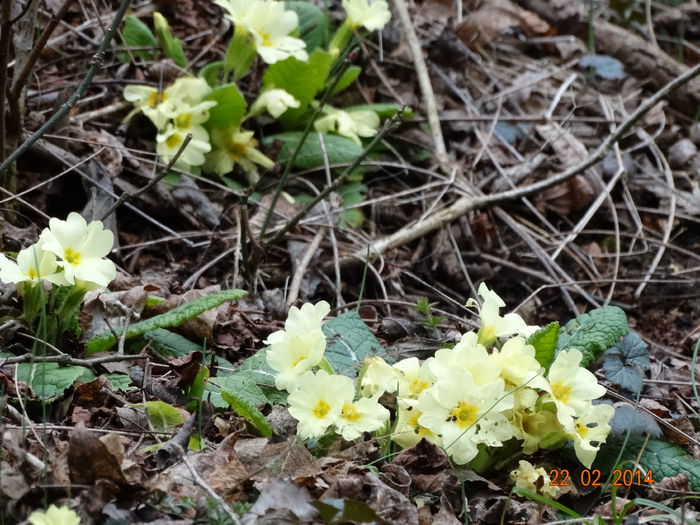 DSC00426 - Plante in natura 2014