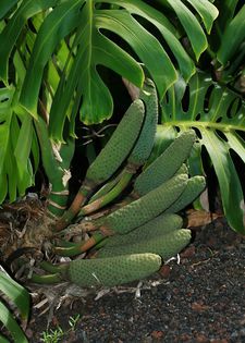 Monstera-deliciosa-fructe; (Philodendron pertusum)
