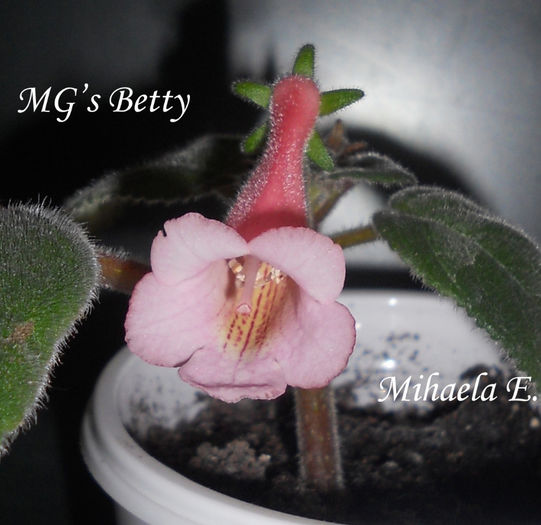 februarie2014.23 - MG-s Betty