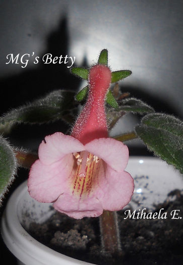 februarie2014.23 (2) - MG-s Betty