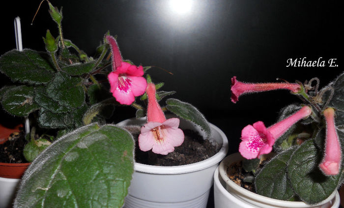 februarie2014.24 (12)