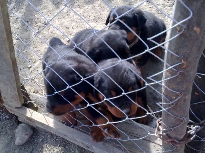 THOR-SASHA-DOLF-ATHOS